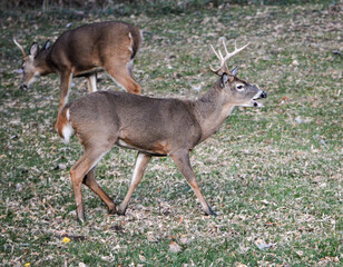 10-point buck in SE Michigan. He was injured in his left rear leg.