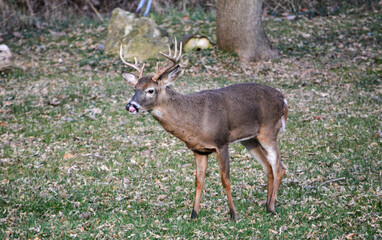 10-point buck in SE Michigan. He was injured in his left rear leg.