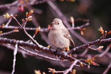 桜のつぼみと枝にとまるジョウビタキの雌