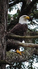 Bald eagle sitting in a tree