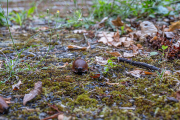 Brown Garden Slug Resting on Moss and Dirt on the Forest Floor