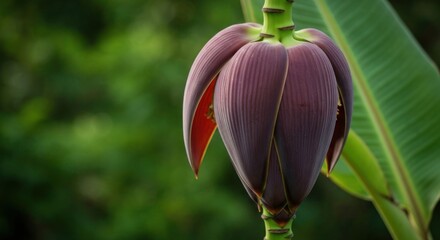 Close-up of a banana flower bud with leaves, blurred green background