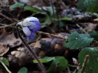 A beautiful, vibrant view of a blue, blooming, blossoming, delicate, hairy-stemmed liverwort flower sprout, against a background of green leaves, in a fresh forest, park, early spring, during the day.