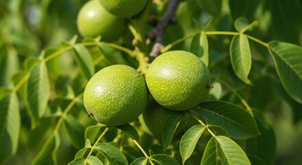 Close-up of green walnuts hanging on a tree branch with green leaves