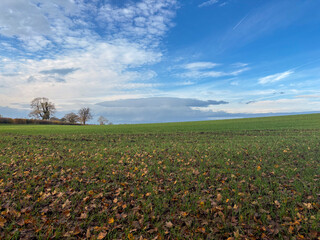 A field of winter wheat in early November on a sunny day, North Yorkshire, England, United Kingdom