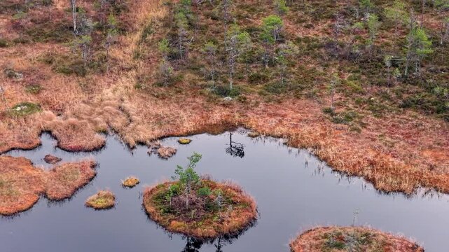 Aerial view moving over a colorful swedish peat bog with small islands, ponds reflecting the sky, and scattered pine trees, revealing a vast and pristine natural wetland environment