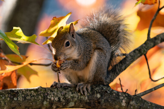 Cute squirrel eating an acorn on an oak tree branch with colorful fall autumn leaves with a shallow depth of field