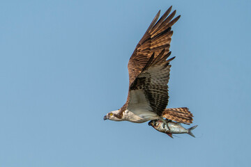 Osprey with a Shad