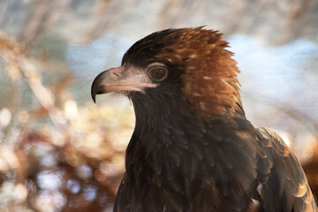 this is a close up of a black breasted buzzard