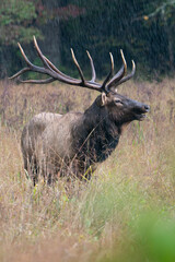 Bull Elk in Rain