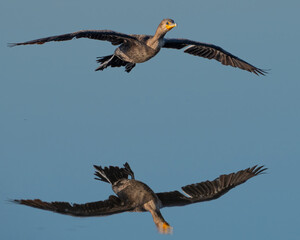Double-crested Cormorant Reflection