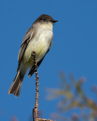 Eastern Phoebe Perched