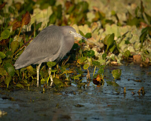 Little Blue Heron Hunting Along the Wetland