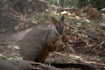 the brush tailed rock wallaby is next to a wire fence