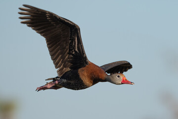 Black-bellied Whistling Duck in Flight