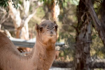 Fotobehang Kameel this is a close up of a camel  © susan flashman