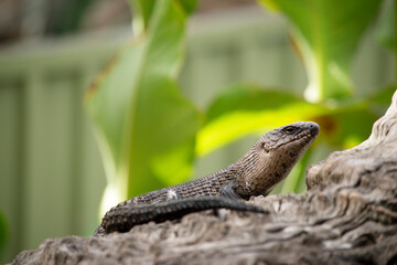 this is a side view of a cunninghams skink
