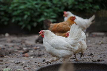 White broiler hens roaming in farmyard