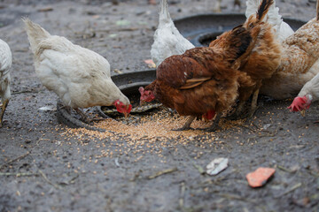 Chickens pecking grain on muddy farm ground