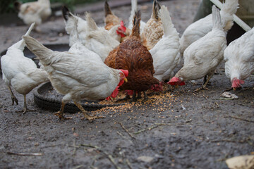 Domestic chickens feeding on grain in farmyard