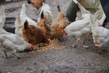 Farm chickens foraging and pecking grain outdoors