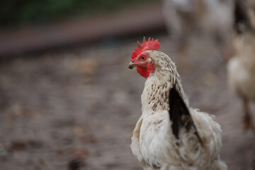 White chicken standing on farm looking left
