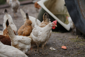Chickens foraging on farm ground with a white hen