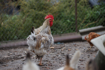 Rooster standing in farmyard watching other chickens