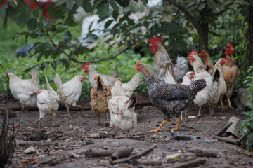 Free range chickens foraging on rural farm ground