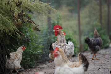 Rooster standing among hens in farm enclosure