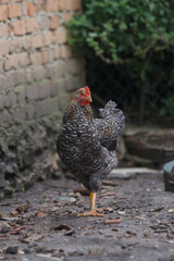 Speckled chicken standing outdoors in the coop