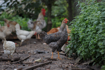 Free-range speckled hen standing amongst farm chickens