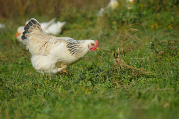 White chicken foraging in green grass on farm