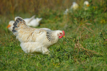 Chicken foraging in green grass on country farm