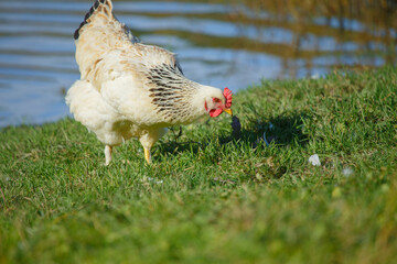 Free-range white chicken pecking grass near water
