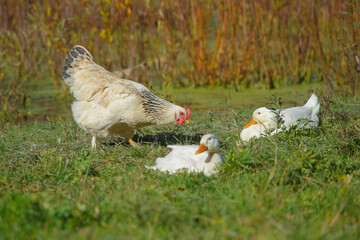 Chicken and ducks resting in rural wetland habitat