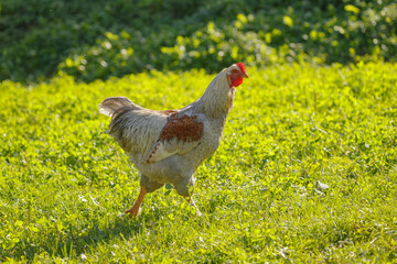 Rooster walking on green grass in farm field