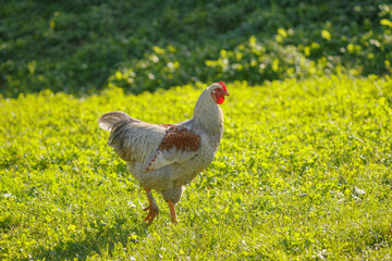 Rooster walking in green grass on a farm