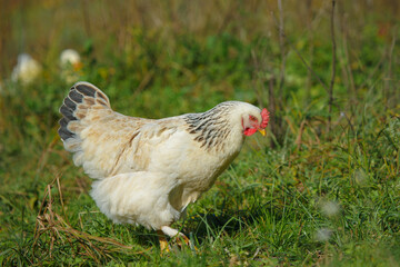 White chicken foraging on green pasture