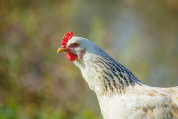 White chicken head profile looking left