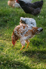 Free-range chicken pecking grass in sunlit field