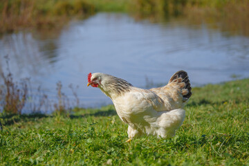 Free range chicken walking on grass near pond