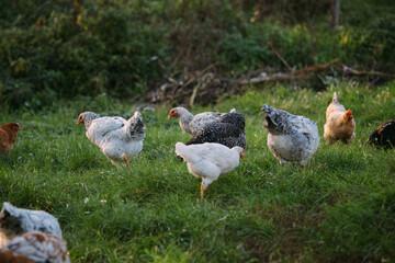 Free-range farm chickens foraging on green grass