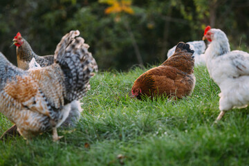 Chickens grazing grass in an organic farm field