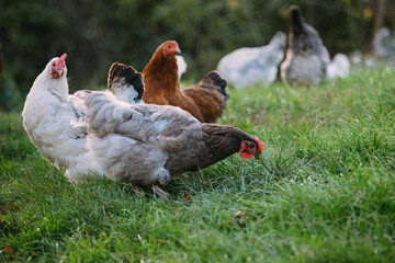 Free-range chickens grazing on fresh green grass