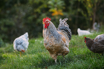 Rooster and chickens grazing in fresh green grass