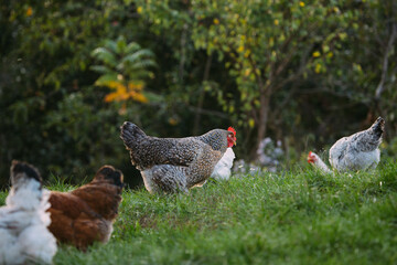 Chickens free ranging grazing on green grass