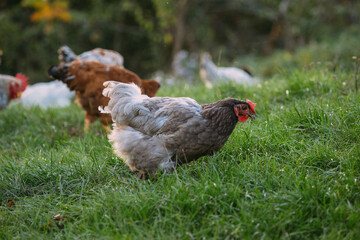 Free range chicken foraging on green pasture