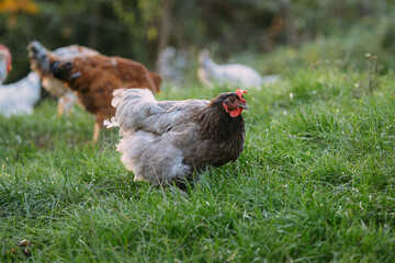 Free-range chicken foraging vibrant green grass