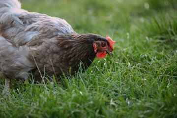 Free-range chicken pecking green grass in farm